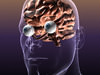 Brain with Eyes in a Human Head 3D Model .max .obj .3ds .fbx .lwo .lw .lws .c4d