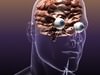 Brain with Eyes in a Human Head 3D Model .max .obj .3ds .fbx .lwo .lw .lws .c4d