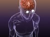 Brain with Eyes in a Human Head 3D Model .max .obj .3ds .fbx .lwo .lw .lws .c4d