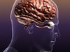 Brain with Eyes in a Human Head 3D Model .max .obj .3ds .fbx .lwo .lw .lws .c4d