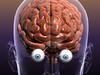 Brain with Eyes in a Human Head 3D Model .max .obj .3ds .fbx .lwo .lw .lws .c4d