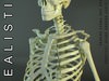 Human Skeleton HD 3D Model