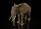 Elephant 3D Model
