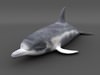 Dolfin 3D Model