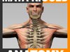 Maya Rigged Human Male Body, Muscular System and Skeleton