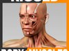 Rigged Human Male Body and Muscular System