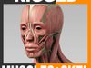 Rigged Human Muscular System and Skeleton