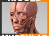 Rigged Human Muscular System