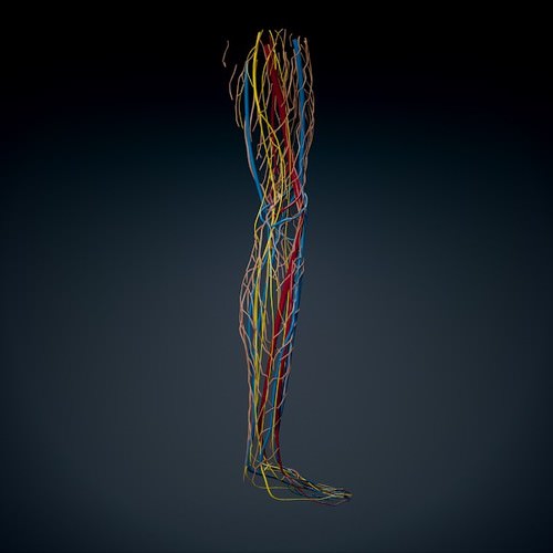 3d anatomy model