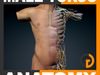 Human Male Torso Anatomy