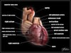 Human heart std mat