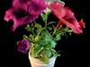 Flower 3D Model