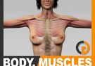 Human Female Body, Muscular System and Skeleton - Anatomy 3D Model