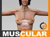 Human Female Body and Muscular System - Anatomy
