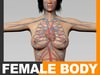 Human Female Body and Circulatory System - Anatomy