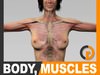 Human Female Body, Muscular, Respiratory System and Skeleton - Anatomy 3D Model
