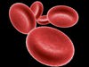 Red Blood Cells 2