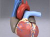 Human Heart 3D Model
