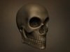 Human Skull 3D Model