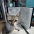 kittipum