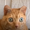 TacticalDummy