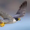 HuntingFalcon