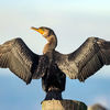 CormorantDesign