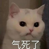 ping1238