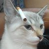 Bongsaid