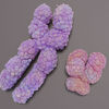 BioFlow