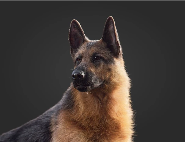 Animal