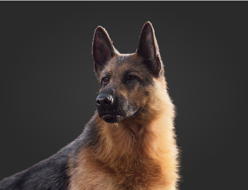 Animal