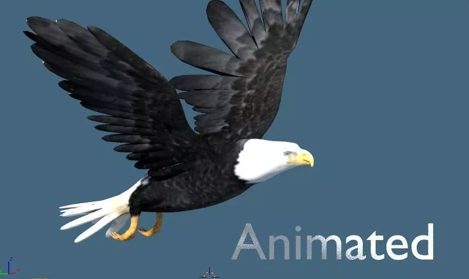 bald eagle animated 3D model_0