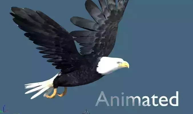 bald eagle animated 3D model