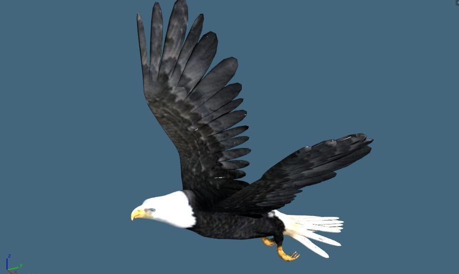 bald eagle animated 3D model_6