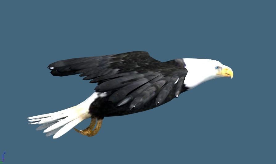 bald eagle animated 3D model_5