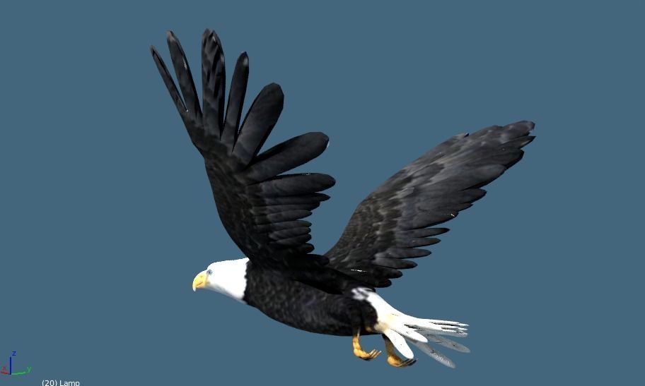 bald eagle animated 3D model_7
