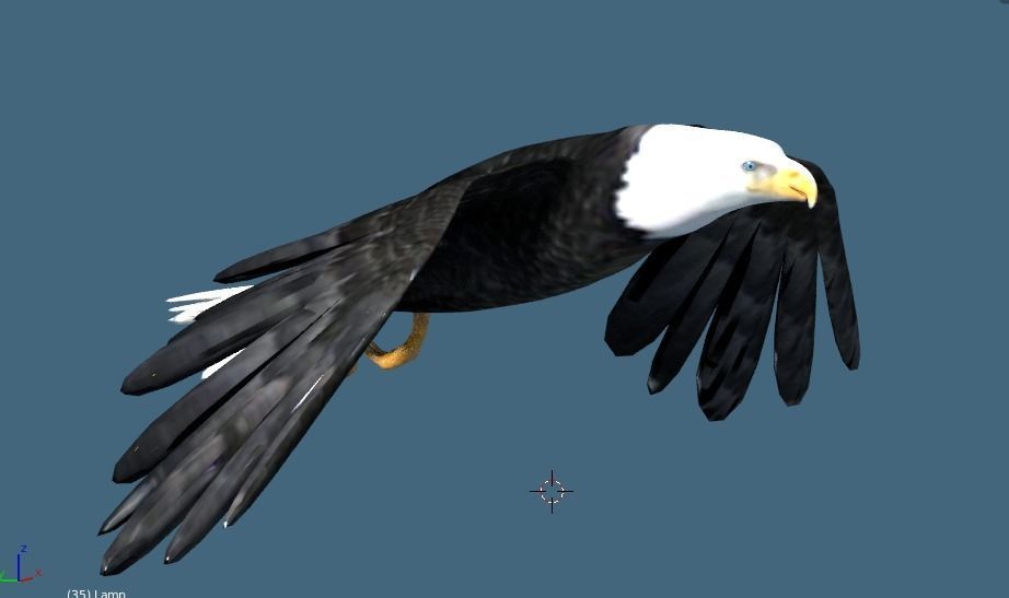 bald eagle animated 3D model_4