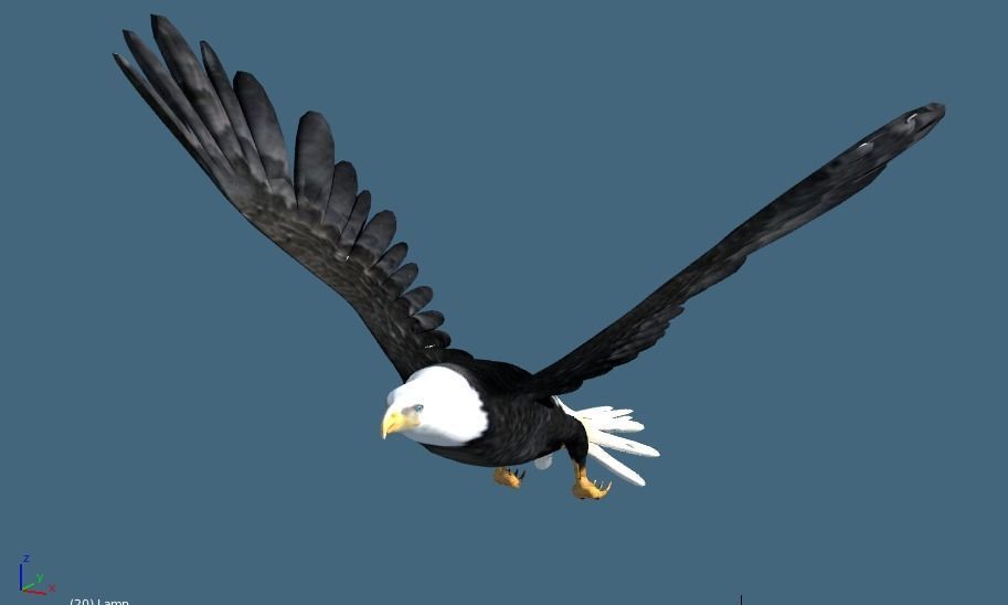 bald eagle animated 3D model_2