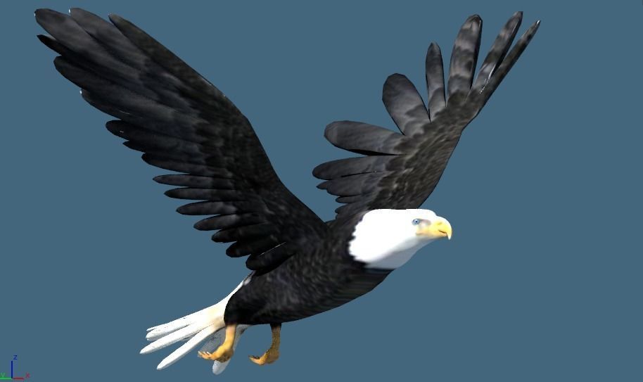 bald eagle animated 3D model_3