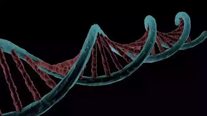 Dna Helix Medical  3D model