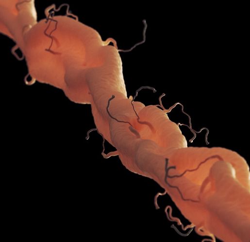 axon with dendrites 3D model 3D model