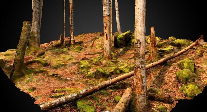 Beech forest plot 3D model