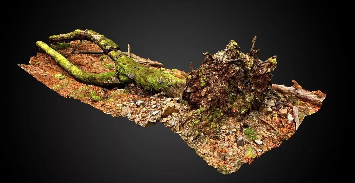 Dead beech tree 3D model