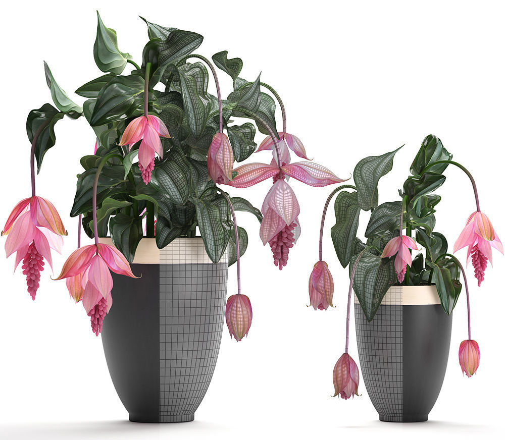 Collection Exotic plants Medinilla magnifica 3D model_4