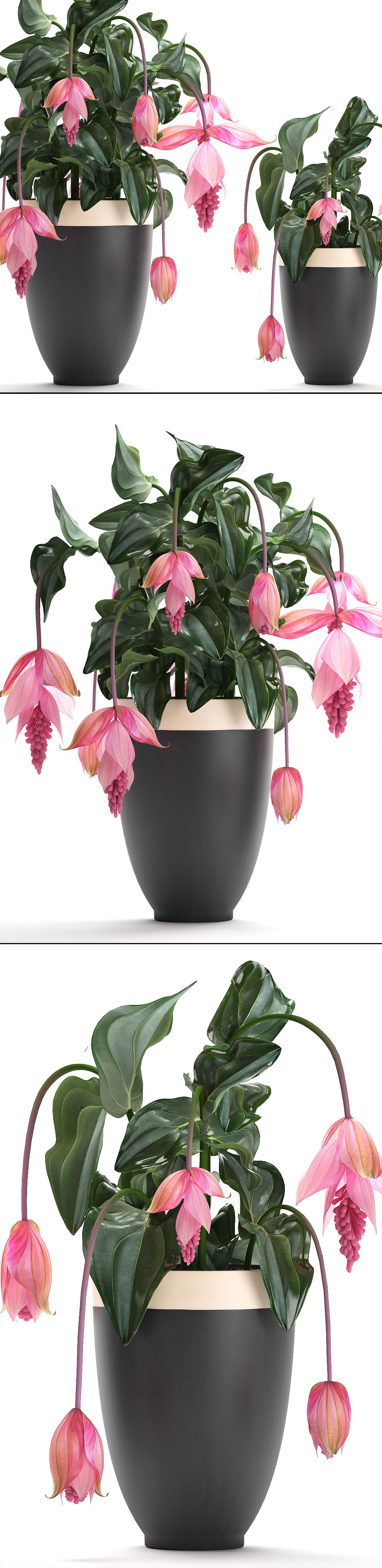 Collection Exotic plants Medinilla magnifica 3D model_7