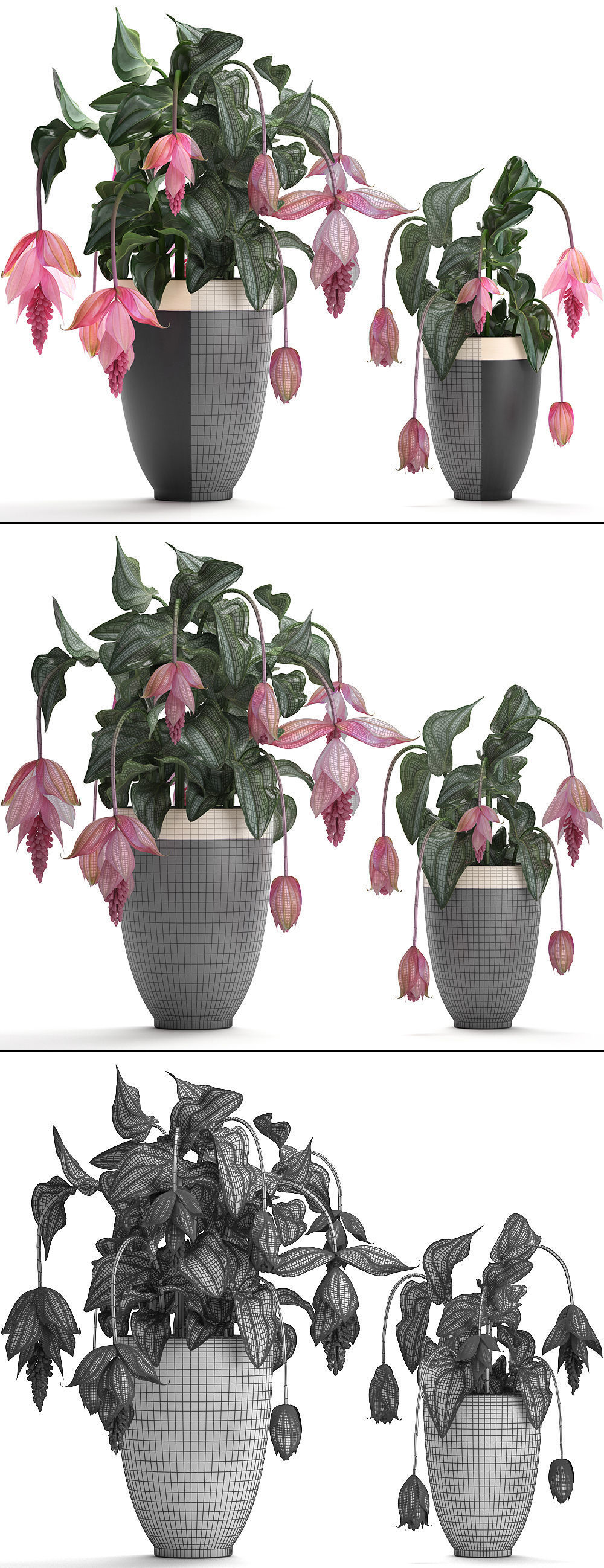 Collection Exotic plants Medinilla magnifica 3D model_8