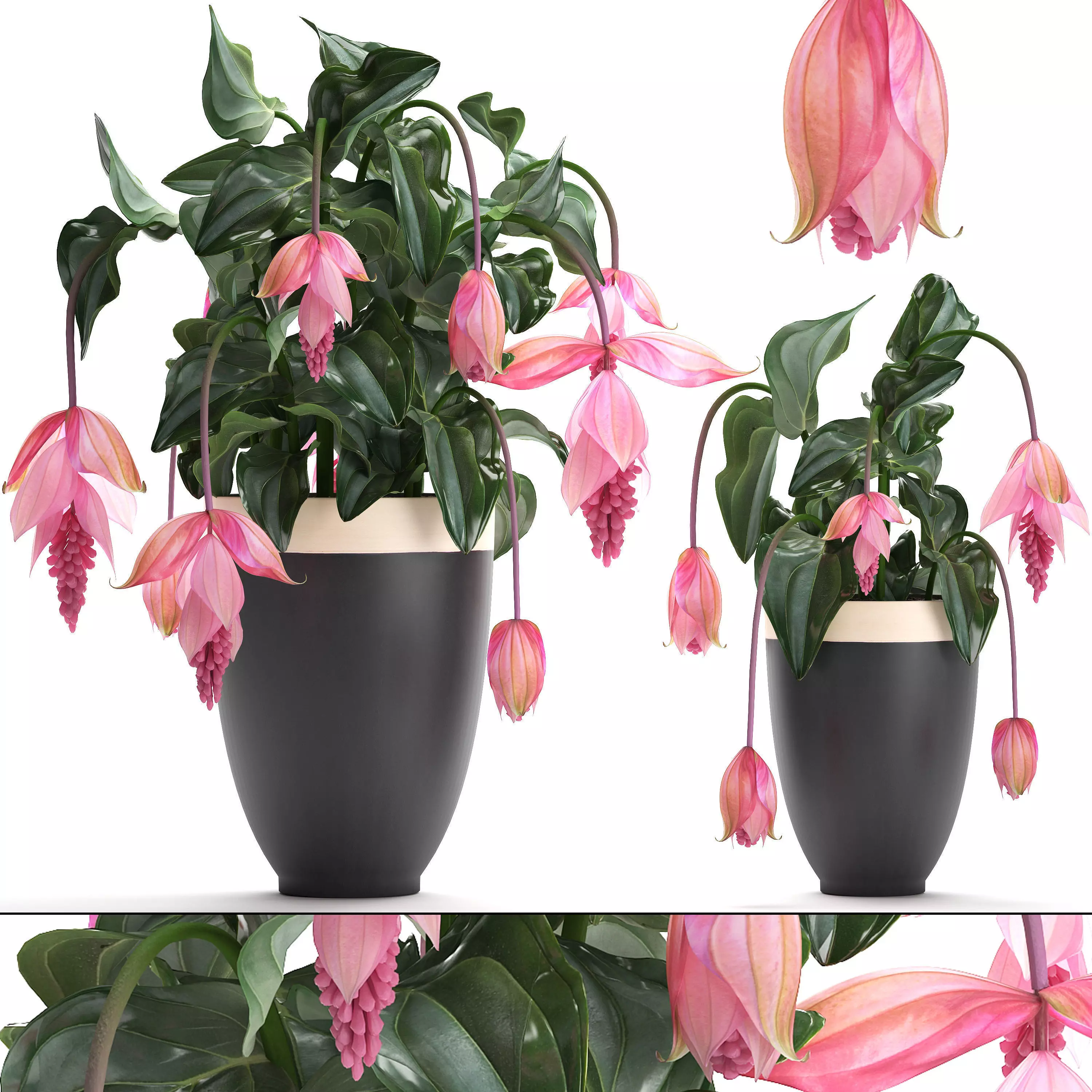 Collection Exotic plants Medinilla magnifica 3D model_0