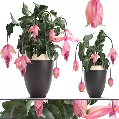 Collection Exotic plants Medinilla magnifica 3D model
