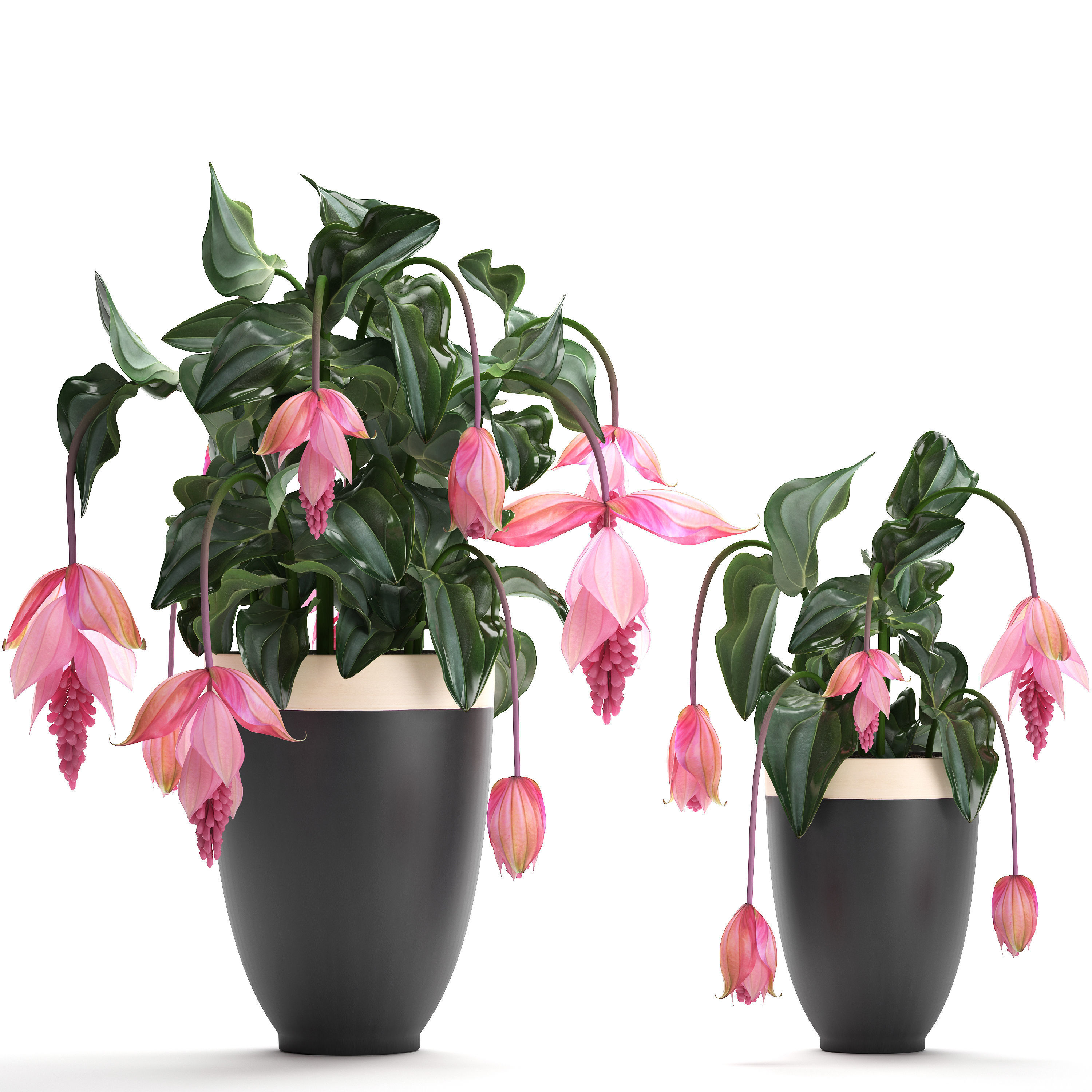 Collection Exotic plants Medinilla magnifica 3D model_9
